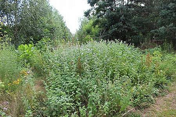 Bild "das Gelände:003_002_Garten.jpg"