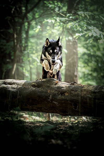 Bild "Ferienangebote und Klassenfahrten :Husky_aus_der_zucht_im_Sprung.jpg"