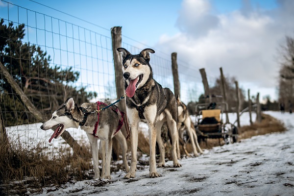 Bild "Ferienangebote und Klassenfahrten :Leithunde_des_Schlittenhundegespann_-_Schnower_Heide.jpg"